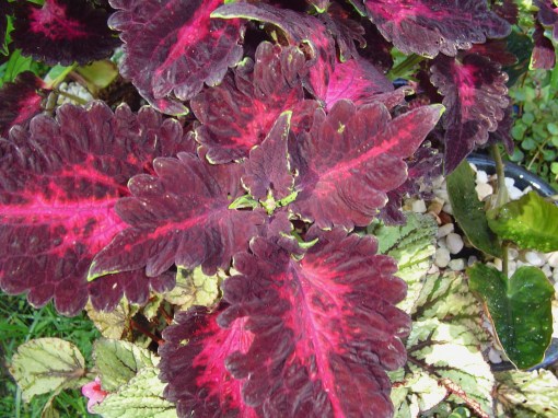 Coleus need regular pinching to remove their bloom stalks. Once they bloom, leaf production suffers.