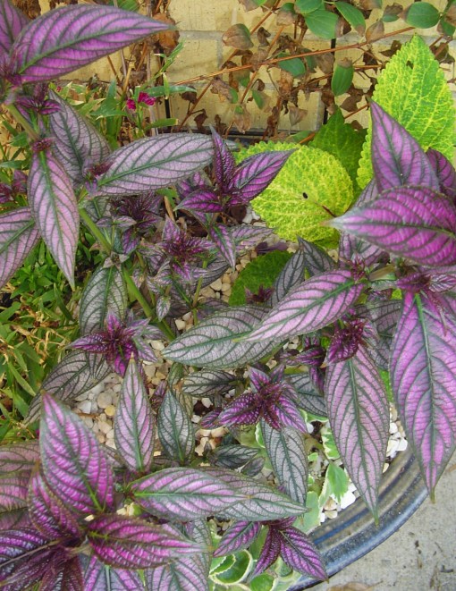 Persian Shield, the day before the deer munched it.