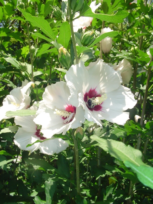 Rose of Sharon feeding a bumble bee
