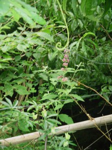 butterfly bush