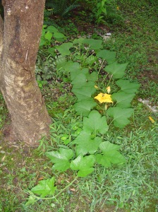 A mystery vine growing out of the fern garden.  Look like some kind of squash- a surprise volunteer.