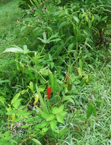 Deer grazed all of the leaves from this jalapeno pepper plant, but left the peppers and the ocra growing behind it.