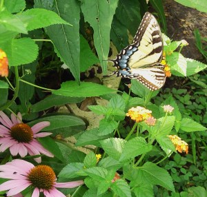A Tiger Swallowtail butterfly on Lantana.