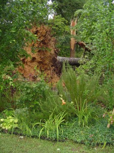 Three massive oaks went down in a storm this June.