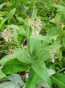 Comfrey, a perennial herb with tremendous healing properties, is an excellent herb for improving the soil.  Its long tap root brings up nutrients from deep in the Earth.  Its leaves are an excellent addition to compost to build fertility.