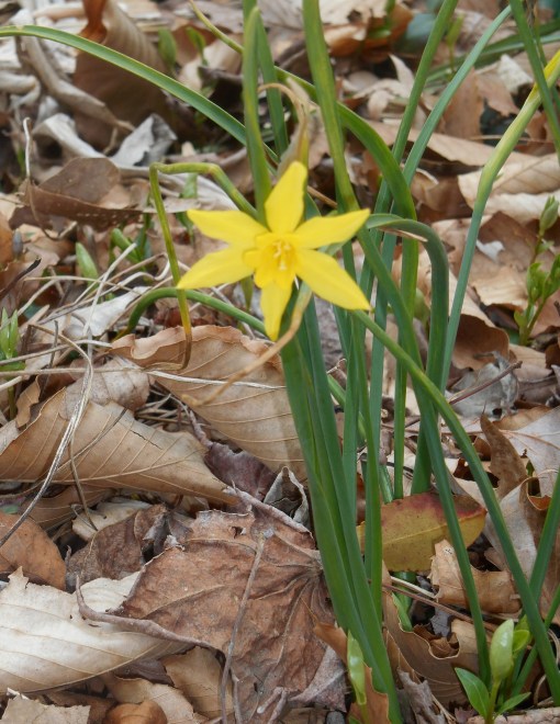 Miniature daffodil