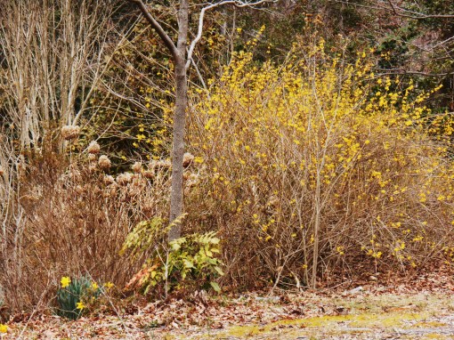 This large clump of Forsythia is decades old.  It has spread to cover a huge area.  Of the weeping variety, it lights up the garden in early spring.  It provides shelter for small animals year round.