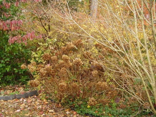 Forsythia leaves turn yellow gold in November.