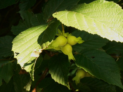 Hazelnuts are ripening on the trees.