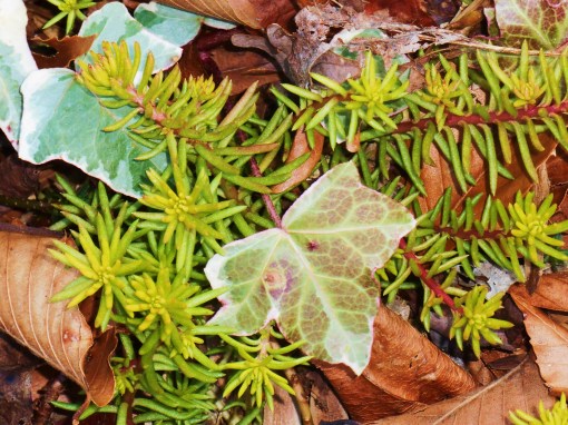 Sedum rupestre 'Angelina' shrugs off the cold without a single leaf withering. They may turn a bit rosy in the cold, but always recover. February 13 'Yellow Green' and February 7 'Fuzzy Wuzzy Brown.'