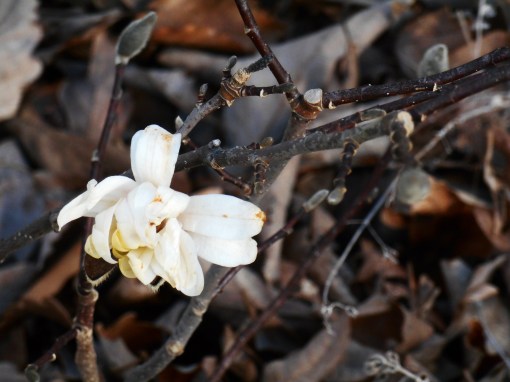The Star Magnolia wants to break into bloom in the depths of our Virginia winter. February 11 Grey
