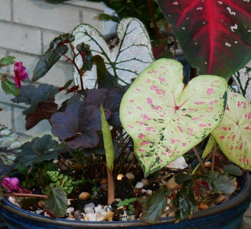 I added a few tubers to this worked over pot, where a Heuchera and ivy already grew. I added some fern and Begonia cuttings when I planted the Caladium tubers. Other Caladiums grow in a pot nearby.