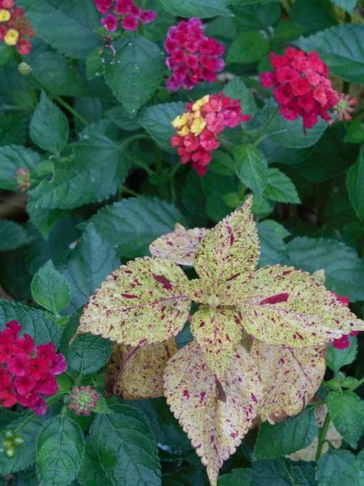 Some Lantana prove hardy for us, others don't make it through the winter. This has been an especially nice Coleus and I'll likely take cutttings before frost.