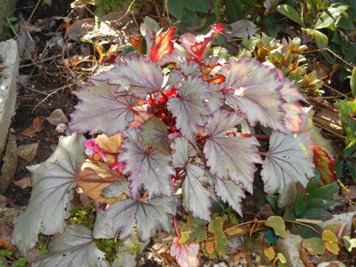 This Begonia has spent the last 4 winters indoors, and comes back each summer better than ever begfore.