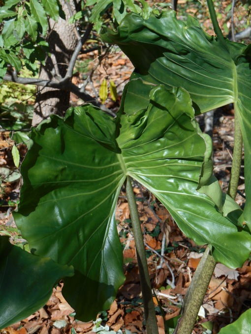 Alocasia 'Stingray' has an interesting leaf. Can you see the narrow 'tail' formed by the tip of the leaf? Our largest leaf has grown to nearly 2' wide.