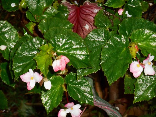 Begonia 'Richmondensis' will bloom indoors through the winter months.