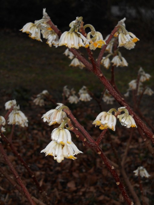 Edgeworthia chrysantha, or Chinese Paperbush, fills our front garden with fragrance now that its blossoms have opened. We found happy bees feeding on these flowers on Sunday afternoon.